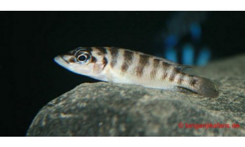 Neolamprologus fasciatus